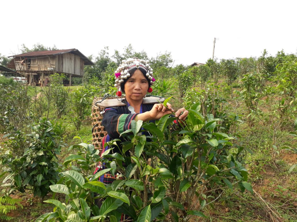 Women in Bokeo’s villages, like many tea leaf harvesters, benefit from the flexible work provided by the tea cooperative. Women receive direct daily payments for their work, giving them more control over household spending, particularly on food, healthcare, and education for their children.