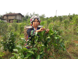 Women in Bokeo’s villages, like many tea leaf harvesters, benefit from the flexible work provided by the tea cooperative. Women receive direct daily payments for their work, giving them more control over household spending, particularly on food, healthcare, and education for their children.