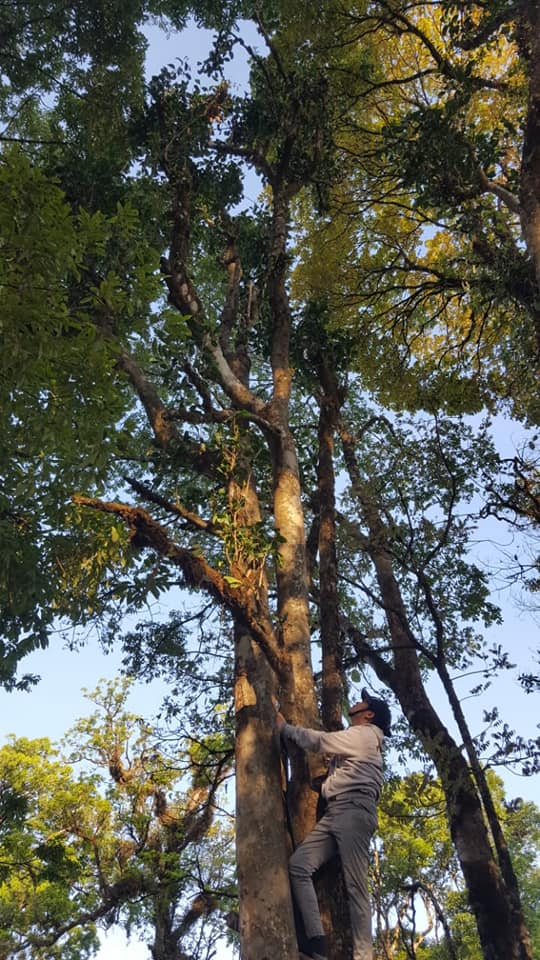 Bokeo's jungle is home to ancient tea trees, some of which are over 1000 years old. These unique trees produce wild tea, known for its exceptional taste and health benefits. The tea from these trees is increasingly sought after on the global market, particularly in neighboring China, and countries like France, Switzerland, and Canada.