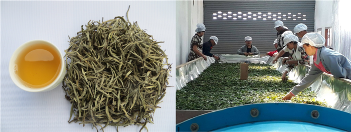The Bokeo Tea cooperative's processing facility, where villagers work together to produce tea from both wild tea forests and village gardens. With guidance from a Sri Lankan tea expert, villagers developed techniques for harvesting and processing high-quality tea, including rare varieties like the 'Hairy Tip' tea.