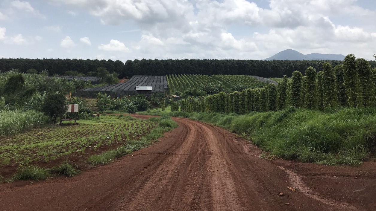 Pepper and rubber plantation. Credit Chan Sophal.